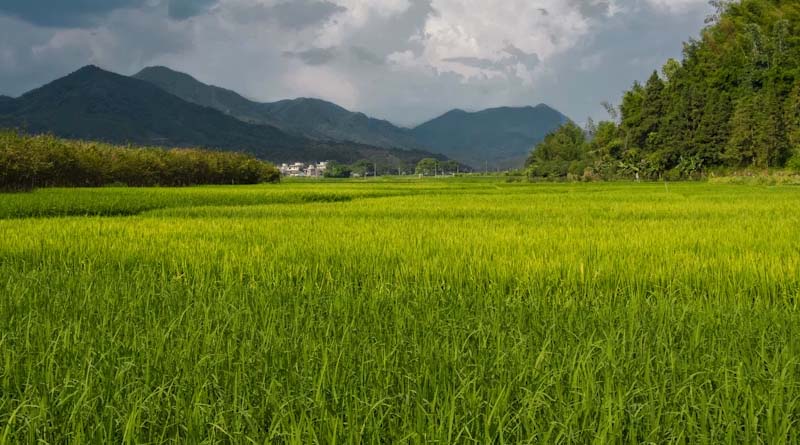 खरीफ फसलों की सिंचाई के लिए डीजल पर मिलेगा अनुदान, यहां करें आवेदन