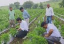 मिर्च में लीफ कर्ल वायरस और कीटों का खतरा, वैज्ञानिकों ने बताया कैसे बचाएं फसल  