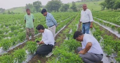 मिर्च में लीफ कर्ल वायरस और कीटों का खतरा, वैज्ञानिकों ने बताया कैसे बचाएं फसल  