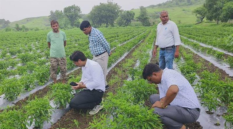 मिर्च में लीफ कर्ल वायरस और कीटों का खतरा, वैज्ञानिकों ने बताया कैसे बचाएं फसल