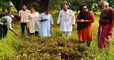 औषधीय फसल ईरानी अकरकरा बनी किसानों की नई पसंद, 6-8 महीने में तैयार होकर देती है बेहतर मुनाफा