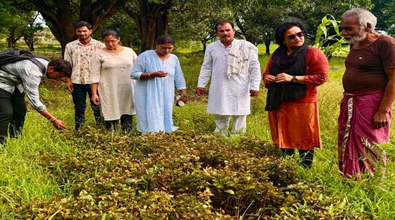 औषधीय फसल ईरानी अकरकरा बनी किसानों की नई पसंद, 6-8 महीने में तैयार होकर देती है बेहतर मुनाफा