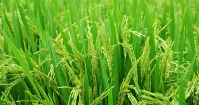 धान बीज उपचार: स्वस्थ पौध तैयार करने के लिए ICAR-CRRI की सिफारिश