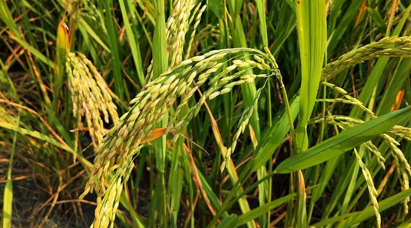 धान में खरपतवार प्रबंधन: सीधी बुवाई वाली ऊपरी भूमि (अपलैंड) में समय पर नियंत्रण के लिए ICAR-CRRI की सलाह