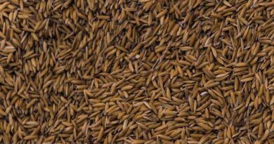 ग्वालियर: अमानक धान-बीज पाए जाने पर लाइसेंस निलंबित 