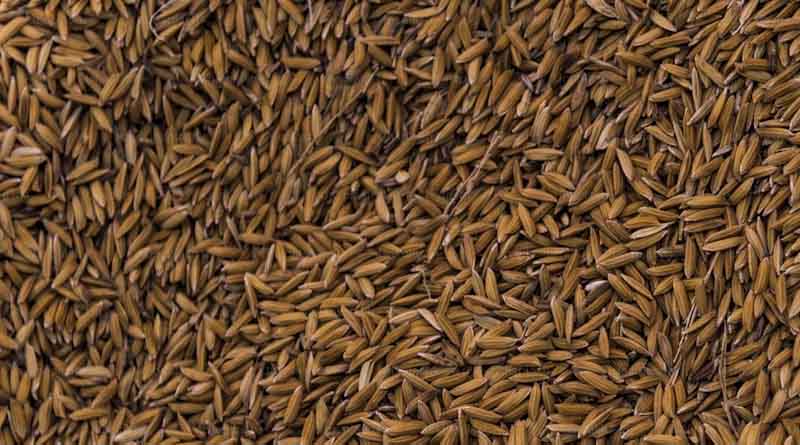 ग्वालियर: अमानक धान-बीज पाए जाने पर लाइसेंस निलंबित 
