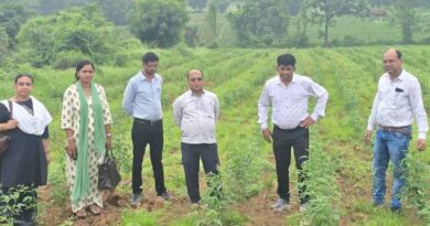 पांढुर्ना : अरहर-गोभी की अंतरवर्ती खेती का उप संचालक कृषि ने किया निरीक्षण