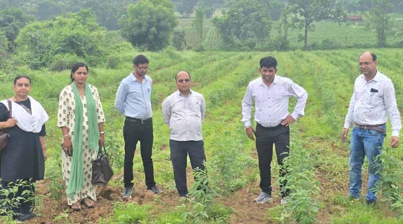 पांढुर्ना : अरहर-गोभी की अंतरवर्ती खेती का उप संचालक कृषि ने किया निरीक्षण