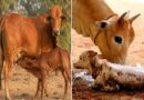 गाभिन गाय एवं भैंस में संभावित प्रसव के लक्षण
