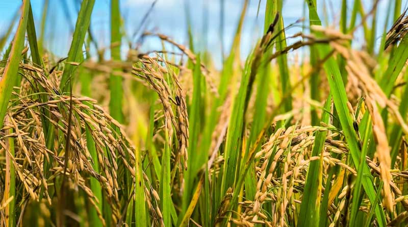 धान का जैविक कीट प्रबंधन: ट्राइकोग्रामा कार्ड से तना छेदक और लीफ फोल्डर पर नियंत्रण