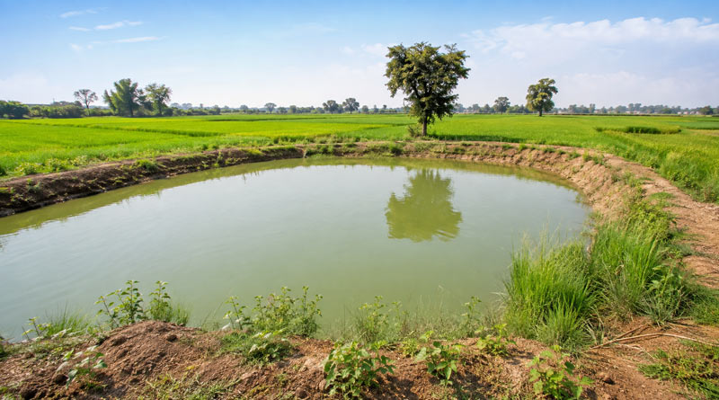 नरसिंहपुर : खेत-तालाब ने लौटाई खेतों की हरियाली