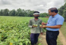 हरे बैंगन की खेती से मालामाल हुए दमोह के किसान, ₹50 हजार की लागत में ₹6 लाख तक की कमाई; दूसरे राज्यों में हो रही सप्लाई