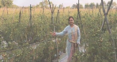 धान छोड़ ग्राफ्टेड टमाटर की आधुनिक खेती अपनाई, बदल गई किस्मत; 0.40 हेक्टेयर में कमाए ₹1.37 लाख