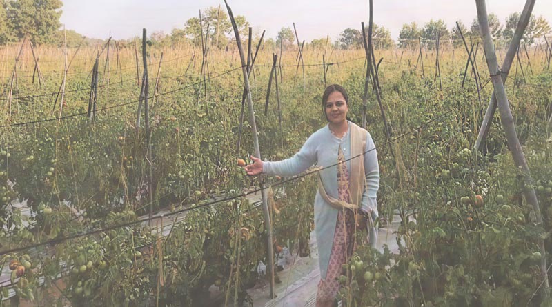 धान छोड़ ग्राफ्टेड टमाटर की आधुनिक खेती अपनाई, बदल गई किस्मत; 0.40 हेक्टेयर में कमाए ₹1.37 लाख