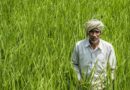 भारतीय कृषि 2026: उत्पादन, किसान, निर्यात और संबद्ध क्षेत्रों के 10 प्रमुख आंकड़े
