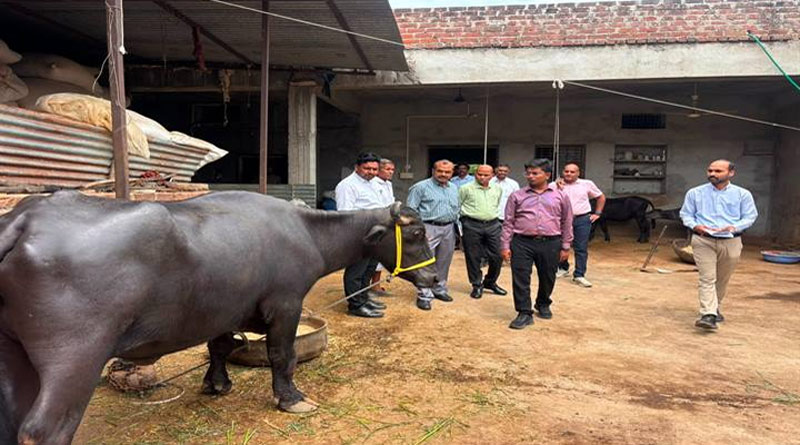 2 मुर्रा भैंसों से हर महीने 12 हजार की कमाई, डेयरी प्लस योजना से बनी किसान संजय की आय का जरिया