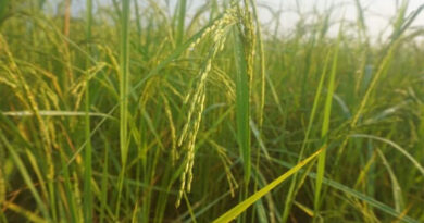 धान खरीद को लेकर हरियाणा में टकराव के आसार, 15 सितंबर से खरीदी की मांग