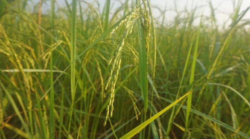धान खरीद को लेकर हरियाणा में टकराव के आसार, 15 सितंबर से खरीदी की मांग
