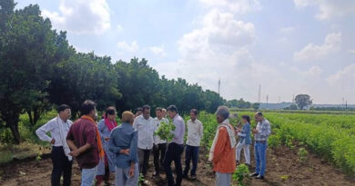 पांढुर्णा: कपास में जड़ सड़न और मुरझान के लक्षण, वैज्ञानिकों ने खेतों का निरीक्षण कर लिए नमूने