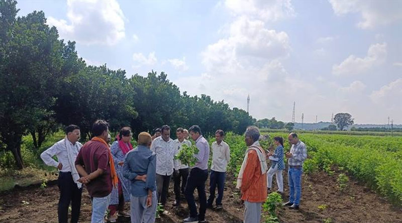 पांढुर्णा: कपास में जड़ सड़न और मुरझान के लक्षण, वैज्ञानिकों ने खेतों का निरीक्षण कर लिए नमूने