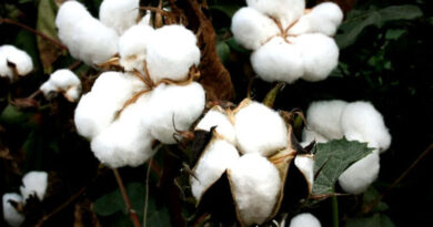 बड़वानी: नये सीजन के कपास खरीदी का शुभारंभ 2 सितंबर को