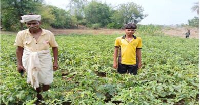 झाबुआ : भिण्डी की खेती बनी आय बढ़ाने का माध्यम