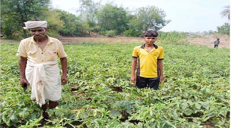 झाबुआ : भिण्डी की खेती बनी आय बढ़ाने का माध्यम