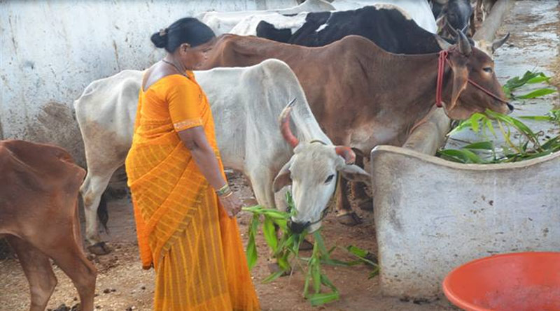 बुरहानपुर: गौशाला संचालन से आत्मनिर्भर बनी महिला किसान वंदना, 65 गौवंश की देखभाल के साथ खाद बेचकर कमा रहीं अतिरिक्त आय - एग्रीवेट - बुरहानपुर: गौशाला संचालन