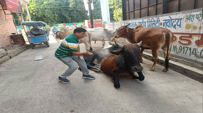 मुरैना : लम्पी स्किन डिजीज से बचाव हेतु टीकाकरण अभियान जारी