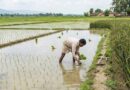 काला नमक धान की प्राकृतिक खेती से बांदा का किसान बना लखपति