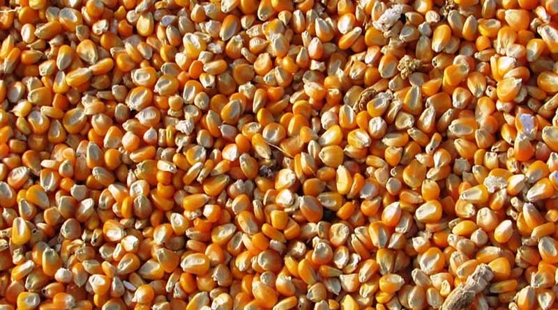  आज का मक्का मंडी रेट (10 सितंबर 2026)