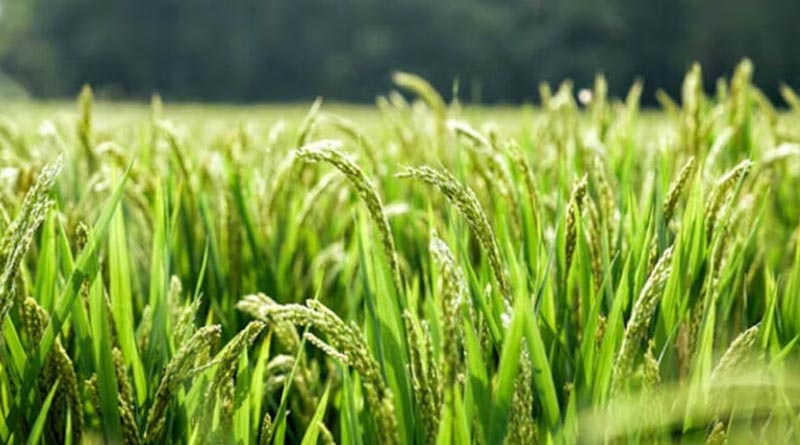 बालाघाट: धान की फसल पर मंडराया कीट प्रकोप