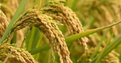 छिंदवाड़ा: धान, ज्वार एवं बाजरा उपार्जन के लिए किसान पंजीयन आज से शुरू