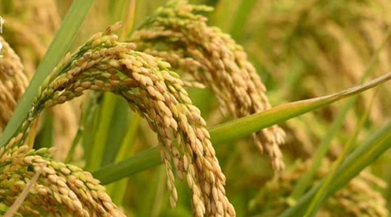छिंदवाड़ा: धान, ज्वार एवं बाजरा उपार्जन के लिए किसान पंजीयन आज से शुरू