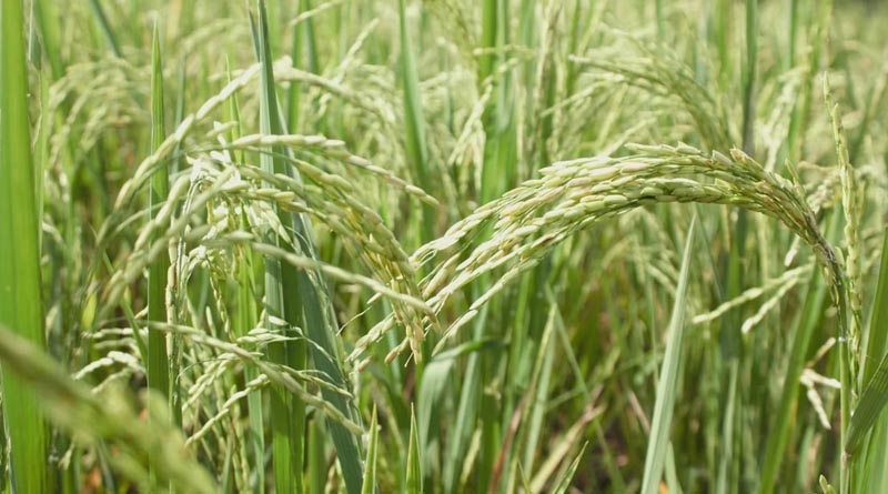 बालाघाट : धान की फसल में रोग-कीट के प्रकोप पर कृषि विभाग की सलाह
