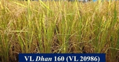 अल्मोड़ा: भाकृअनुप संस्थान ने विकसित की धान की नई किस्म VL 160, जानें इसकी खासियत और औसत उपज