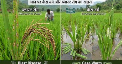 ओडिशा में धान पर केस वर्म और ब्लास्ट रोग का खतरा, वैज्ञानिकों ने बताई दवा की सटीक मात्रा