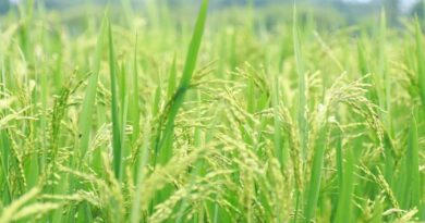 रायपुर : सरगुजा के अन्नदाताओं को बड़ी सौगात, खुलेंगे 7 नए धान उपार्जन केंद्र; घर के नजदीक मिलेगी धान बेचने की सुविधा  
