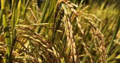 ओडिशा में धान पर झुलसा, ब्लास्ट और तना छेदक का हमला, कृषि मौसम विभाग ने बताई दवा की मात्रा