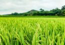 धान की रोपाई में हो गई देरी? 25 से 50 दिन पुरानी पौध से ऐसे करें रोपाई, ICAR-CRRI ने बताई सही दूरी