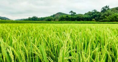 धान की रोपाई में हो गई देरी? 25 से 50 दिन पुरानी पौध से ऐसे करें रोपाई, ICAR-CRRI ने बताई सही दूरी