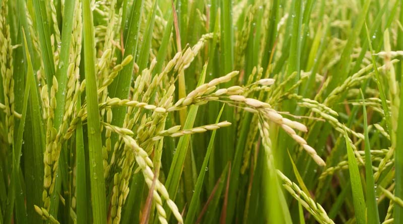 केरल में धान खरीद के लिए किसान पंजीयन की अंतिम तारीख भी 30 सितंबर