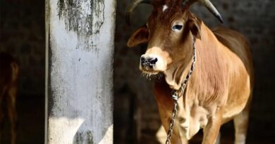 मंगला पशु बीमा योजना बनी पशुपालकों का सहारा, जैसलमेर की सीमा गोपा को मिला ₹40 हजार का क्लेम