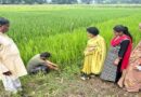 जबलपुर: पारंपरिक विधि की तुलना में एसआरआई पद्धति से धान की रोपाई से मिले दोगुने कल्ले  