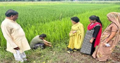 जबलपुर: पारंपरिक विधि की तुलना में एसआरआई पद्धति से धान की रोपाई से मिले दोगुने कल्ले  