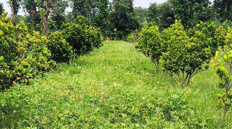 राजगढ़: कटहल बागवानी से बढ़ी समृद्धि की उम्मीद