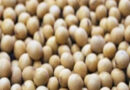 आज का सोयाबीन मंडी रेट (07 सितंबर 2026) 