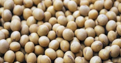 आज का सोयाबीन मंडी रेट (23 सितंबर 2026) 