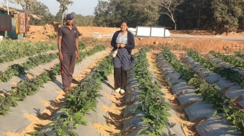 बंजर जमीन पर उगाई ग्राफ्टेड टमाटर-बैंगन, 187 क्विंटल उत्पादन से हासिल कर किसान ने कमाए 4.25 लाख
