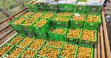 नीमच: ₹1 लाख अनुदान से 2 हेक्टेयर में लगाया संतरे का बगीचा, अब हो रही ₹10 लाख तक की शानदार कमाई  